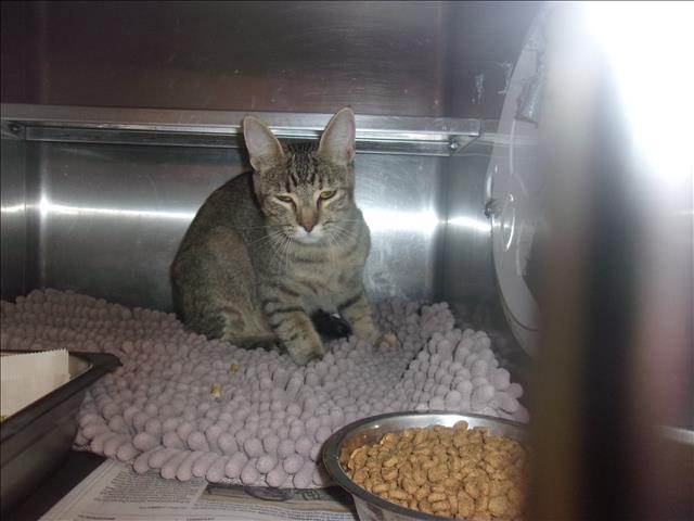 Shelter Stray Unknown Cat last seen , 14409 Vanowen St, Van Nuys, CA 91405, USA