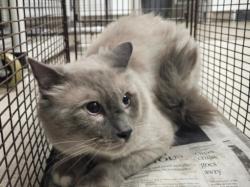 Shelter Stray Male Cat last seen , 14409 Vanowen St, Van Nuys, CA 91405, USA