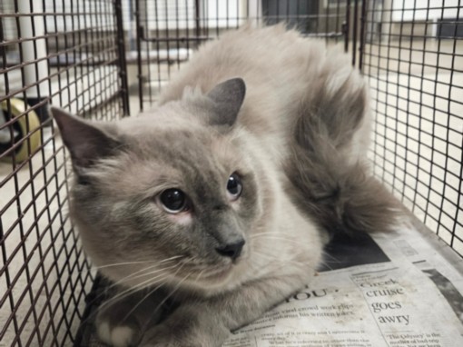 Shelter Stray Male Cat last seen , 14409 Vanowen St, Van Nuys, CA 91405, USA