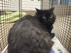 Shelter Stray Female Cat last seen , 14409 Vanowen St, Van Nuys, CA 91405, USA