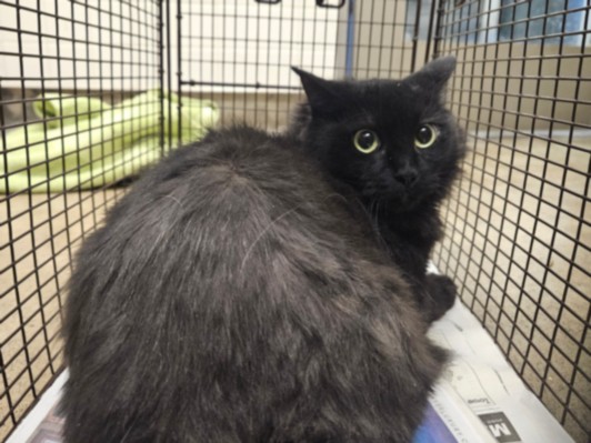 Shelter Stray Female Cat last seen , 14409 Vanowen St, Van Nuys, CA 91405, USA