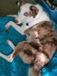 Lost Male Dog last seen 35th and pine , Tacoma, Tacoma, WA 98409