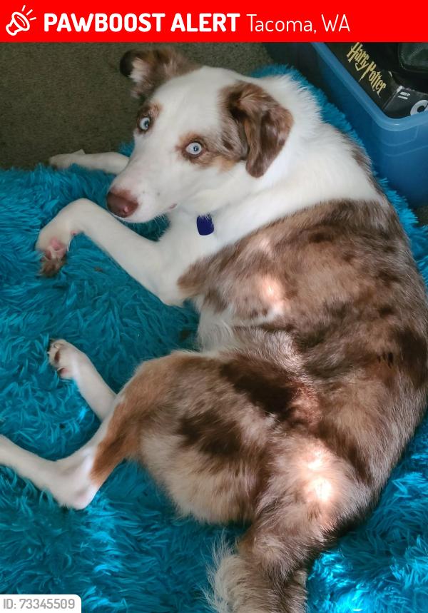 Lost Male Dog last seen 35th and pine , Tacoma, Tacoma, WA 98409