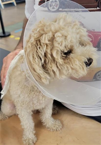 Shelter Stray Male Dog last seen , 14409 Vanowen St, Van Nuys, CA 91405, USA