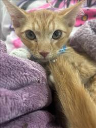 Shelter Stray Unknown Cat last seen , 14409 Vanowen St, Van Nuys, CA 91405, USA