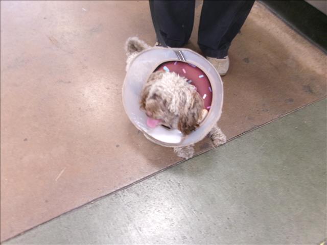 Shelter Stray Unknown Dog last seen , 14409 Vanowen St, Van Nuys, CA 91405, USA