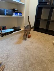 Found/Stray Female Cat last seen Earlewood, Columbia, SC 29201