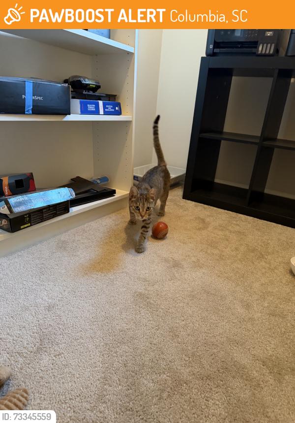 Found/Stray Female Cat last seen Earlewood, Columbia, SC 29201