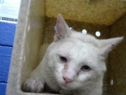 Shelter Stray Male Cat last seen Near BLOCK GENERAL ARNOLD NE, 8920 Lomas Blvd NE, Albuquerque, NM 87112, USA