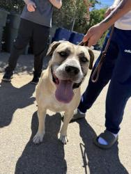 Found/Stray Female Dog last seen Paradise Mountain Rd, Valley Center, CA 92082