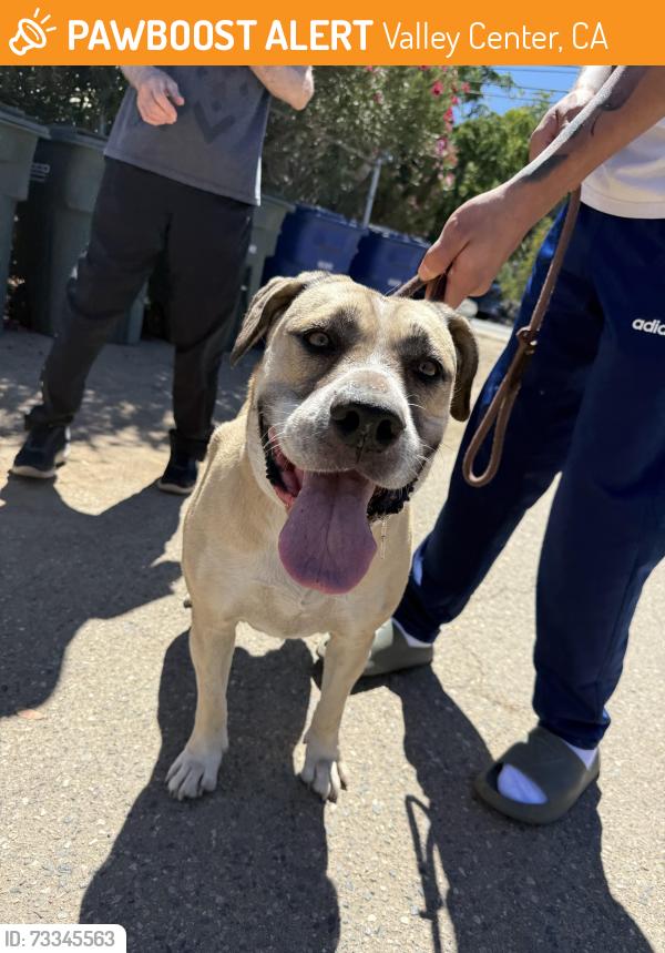 Found/Stray Female Dog last seen Paradise Mountain Rd, Valley Center, CA 92082