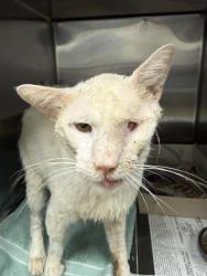 Shelter Stray Male Cat last seen Near BLOCK SINCLAIR, 4710 TX-151, San Antonio, TX 78227, USA