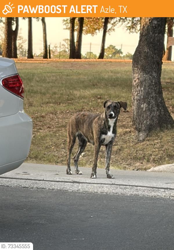 Found/Stray Female Dog last seen Peden Rd/Liberty School Rd, Azle, TX 76020