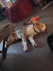 Reunited Male Dog last seen Will Rogers Park, Oklahoma City, OK 73107