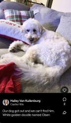 Reunited Male Dog last seen Parker near Tooth Acres, Carrollton, TX 75010