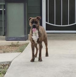 Shelter Stray Male Dog last seen Near BLOCK IVY RIDGE LN, 4710 TX-151, San Antonio, TX 78227, USA