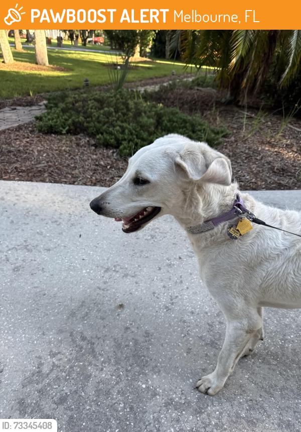 Found/Stray Female Dog last seen Lake Washington and Parkway, Melbourne, FL 32934