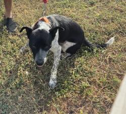Shelter Stray Male Dog last seen Near BLOCK STERLING, 4710 TX-151, San Antonio, TX 78227, USA