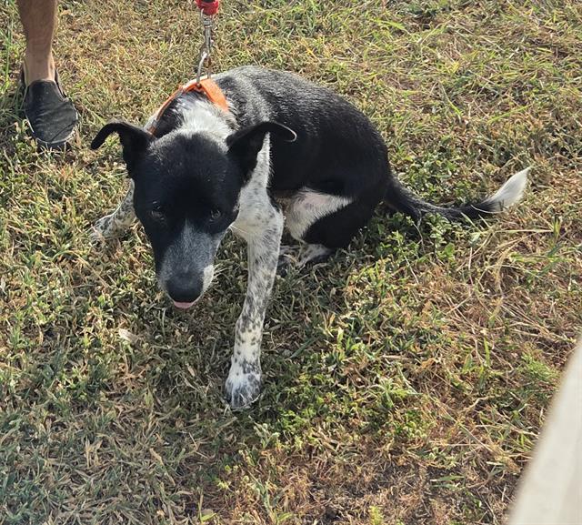 Shelter Stray Male Dog last seen Near BLOCK STERLING, 4710 TX-151, San Antonio, TX 78227, USA