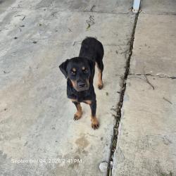 Shelter Stray Female Dog last seen Near BLOCK WESTLAWN, 4710 TX-151, San Antonio, TX 78227, USA