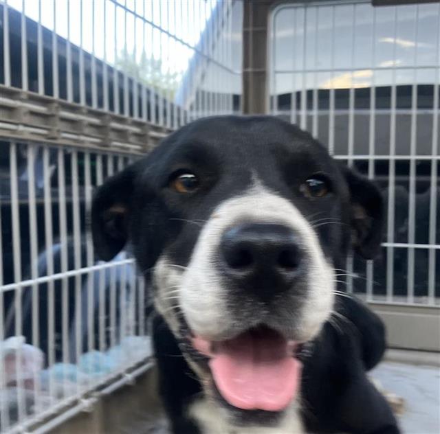 Shelter Stray Female Dog last seen , 4710 TX-151, San Antonio, TX 78227, USA