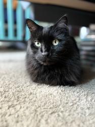 Lost Male Cat last seen Chambers and Quincy, Aurora, CO 80015