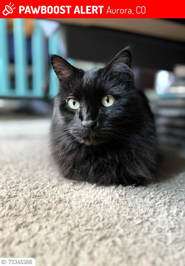 Lost Male Cat last seen Chambers and Quincy, Aurora, CO 80015
