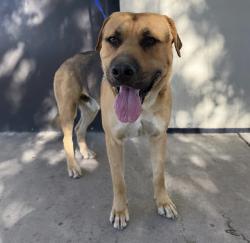 Shelter Stray Male Dog last seen Near BLK COLONY ST, BAKERSFIELD, CA, 201 S Mt Vernon Ave, Bakersfield, CA 93307, USA