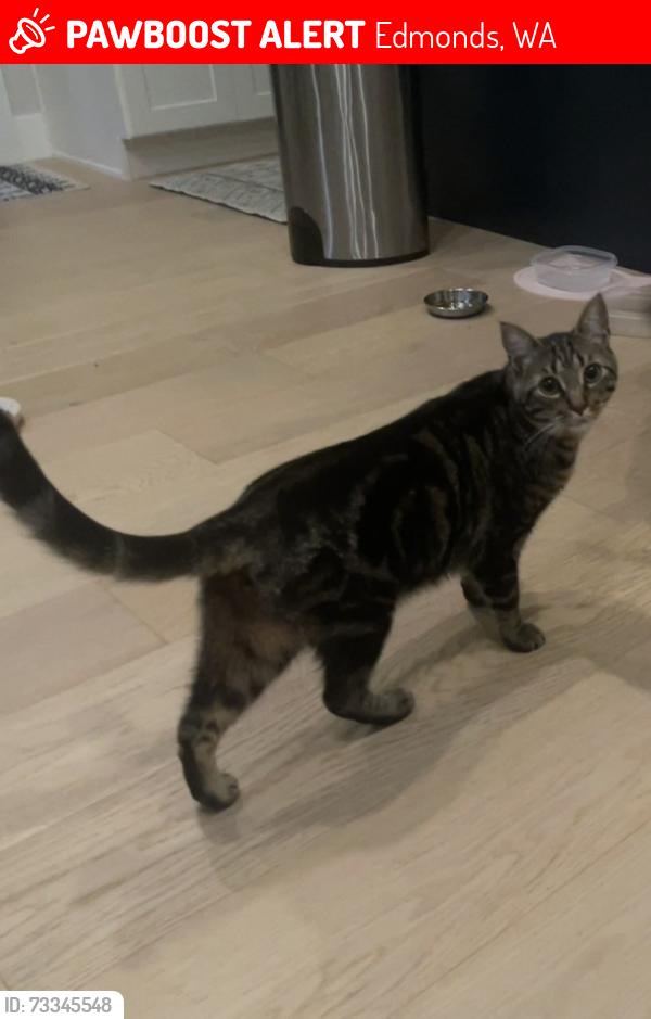 Lost Male Cat last seen 148th and Fisher Rd, Edmonds, WA 98026