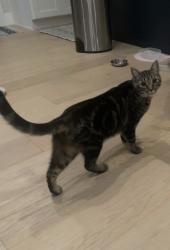 Lost Male Cat last seen 148th and Fisher Rd, Edmonds, WA 98026