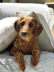 Lost Female Dog last seen Joeger / Creekhaven, Auburn, CA 95602