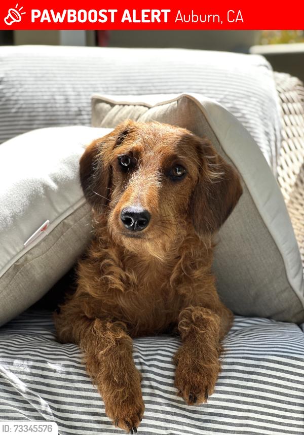 Lost Female Dog last seen Joeger / Creekhaven, Auburn, CA 95602