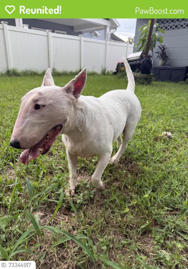 Reunited Female Dog last seen Vassar St, Orlando, FL 32804, USA, Orlando, FL 32804
