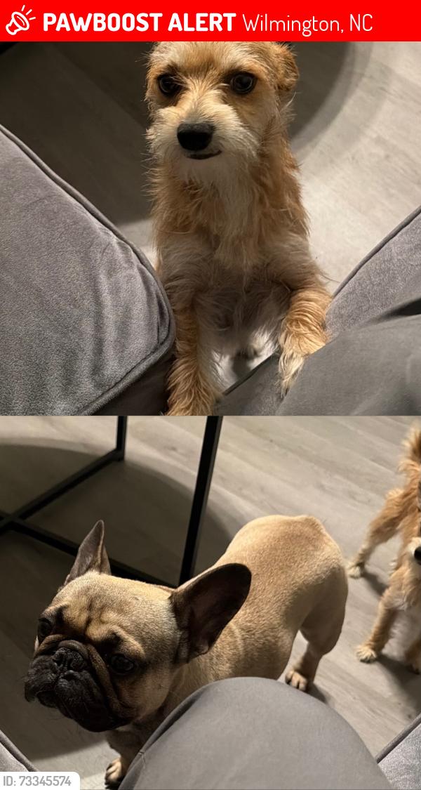 Lost Male Dog last seen Simonton Road and Gordon Road, Wilmington, NC 28405