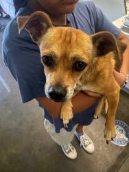 Shelter Stray Female Dog last seen , 1850 W 60th St, Los Angeles, CA 90047, USA
