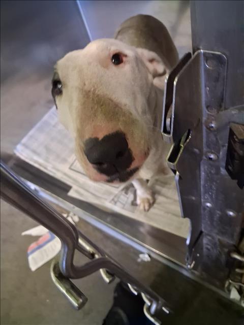 Shelter Stray Unknown Dog last seen , 1850 W 60th St, Los Angeles, CA 90047, USA