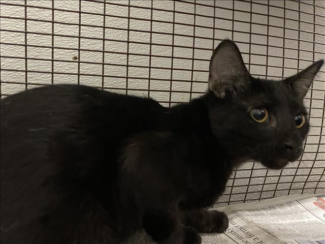 Shelter Stray Unknown Cat last seen , 1850 W 60th St, Los Angeles, CA 90047, USA