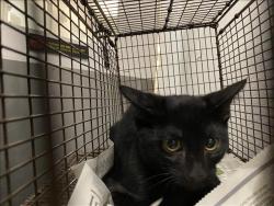 Shelter Stray Unknown Cat last seen , 1850 W 60th St, Los Angeles, CA 90047, USA