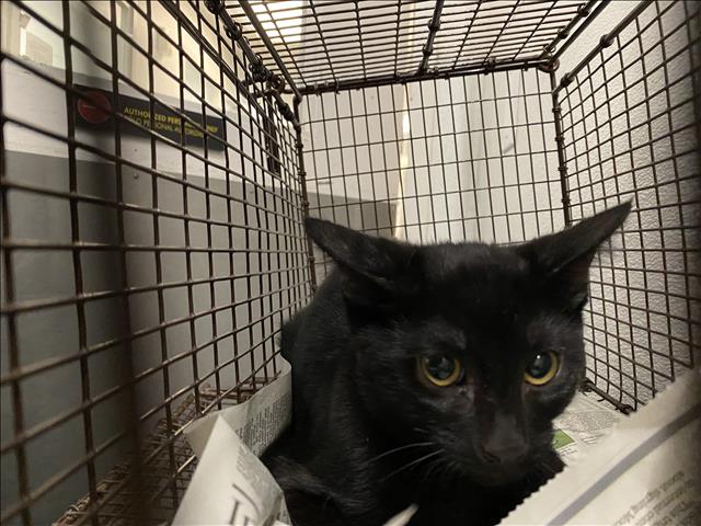 Shelter Stray Unknown Cat last seen , 1850 W 60th St, Los Angeles, CA 90047, USA