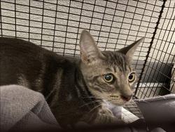 Shelter Stray Unknown Cat last seen , 1850 W 60th St, Los Angeles, CA 90047, USA