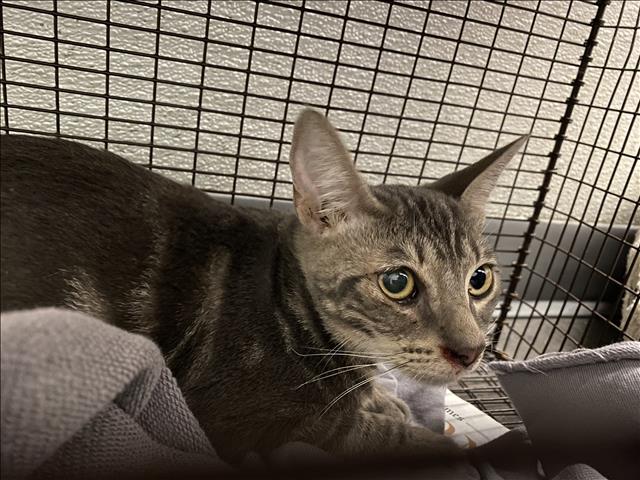Shelter Stray Unknown Cat last seen , 1850 W 60th St, Los Angeles, CA 90047, USA