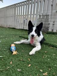 Shelter Stray Male Dog last seen MISSION AND NURSERY, 1950 Stevenson Blvd, Fremont, CA 94538, USA