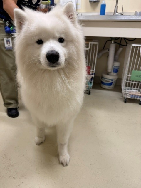 Shelter Stray Unknown Dog last seen LAS PALMAS AND LEMOS LANE, 1950 Stevenson Blvd, Fremont, CA 94538, USA