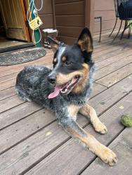 Found/Stray Male Dog last seen Flicker & Lodge, Tahoma, CA 96142