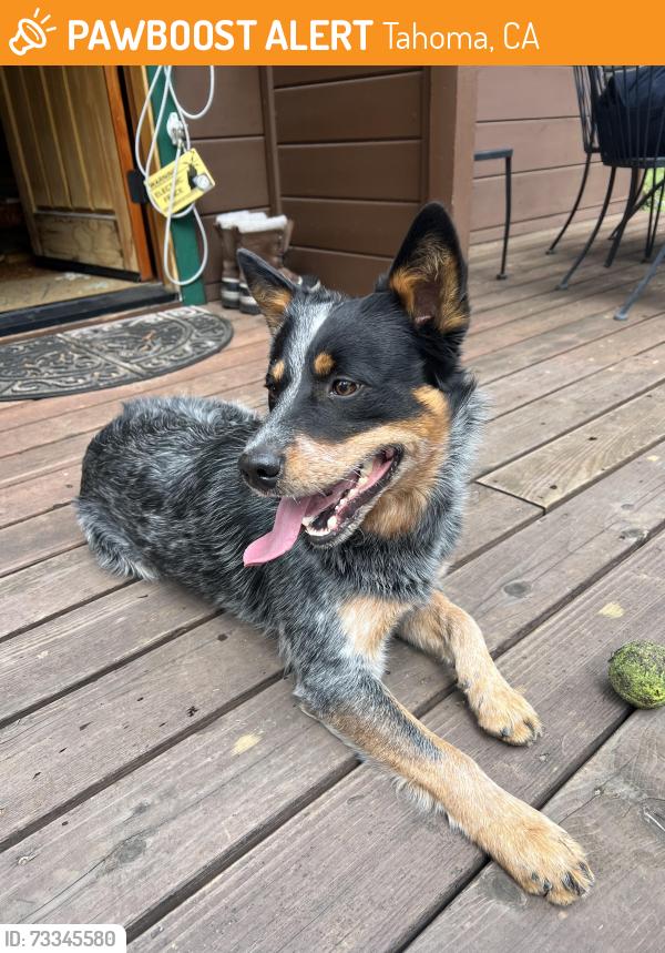 Found/Stray Male Dog last seen Flicker & Lodge, Tahoma, CA 96142