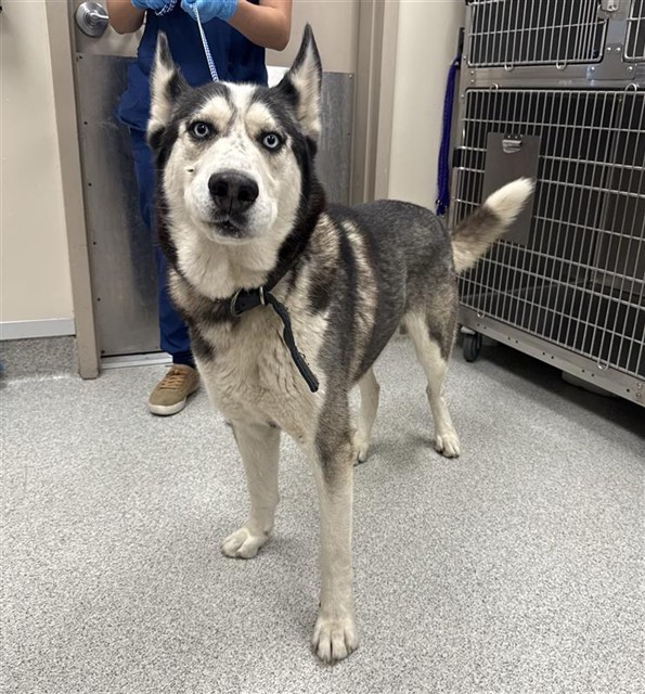 Shelter Stray Male Dog last seen W STOCKTON BLVD / MICHENER DR, 9150 Union Park Way, Elk Grove, CA 95624, USA