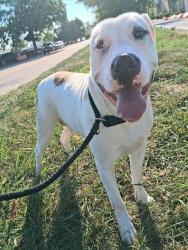Shelter Stray Female Dog last seen DUNN RD,63042, 10521 Baur Blvd, Olivette, MO 63132, USA