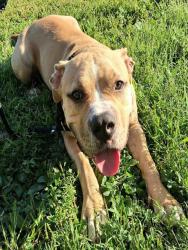 Shelter Stray Male Dog last seen Near BLOCK OLIVE BLVD/66TH ST,63130, 10521 Baur Blvd, Olivette, MO 63132, USA