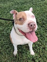 Shelter Stray Female Dog last seen FLORISSANT,63031, 10521 Baur Blvd, Olivette, MO 63132, USA
