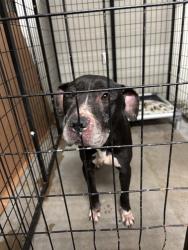 Shelter Stray Female Dog last seen Near BLOCK FORK DR, 10521 Baur Blvd, Olivette, MO 63132, USA